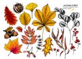Hand drawn autumn leaves. Vector isolated colorful icons of tree leaf. Fall forest folliage. Maple, oak, chestnut, birch Royalty Free Stock Photo