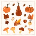 Hand drawn autumn set. Harvest elements vegetables pumpkin pine cone acorn carrot beet turnip mushrooms.