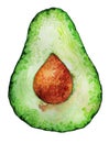 Hand drawn avocado fruit vegan watercolor. Isolated on white painting background. Wet brush wash illustration healthy