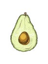 Hand drawn avocado half