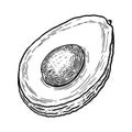 Hand drawn avocado illustration. Cut half piece with core and flesh. Ripe fruit sketch in engraved style. Raw fresh vegetable with