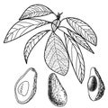 Hand drawn avocado set. Half, leaf and seed sketch. Tropical summer fruit style illustration. Detailed food drawing