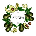 Hand drawn avocado. Vector colored engraved illustration. Whole, slices and branches of vegetable. Food healthy ingredient. For