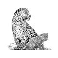 Hand drawn baby and adult leopard, sketch graphics monochrome illustration on white background