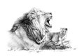 Hand drawn baby and adult lion, sketch graphics monochrome illustration on white background Royalty Free Stock Photo