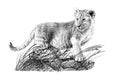 Hand drawn baby lion cub, sketch graphics monochrome illustration Royalty Free Stock Photo