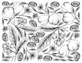 Hand Drawn Background of Acronychia Pedunculata and Beleric Myrobalan Fruits