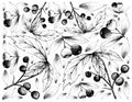 Hand Drawn Background of Allophylus Edulis and Brush Cherries