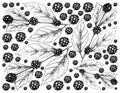 Hand Drawn Background of American Beautyberry Fruits