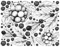 Hand Drawn Background of American Beautyberry and Pione Grapes