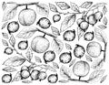 Hand Drawn Background of Apricote and European Nettle Tree Fruits