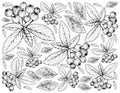 Hand Drawn Background of Aronia or Chokecherries