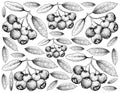 Hand Drawn Background of Blue Lilly Pilly Fruits Royalty Free Stock Photo