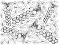 Hand Drawn Background of Coccoloba Uvifera or Seagrape Fruits