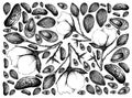 Hand Drawn Background of Cotton Flowers with Buds and Almonds