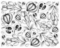 Hand Drawn Background of Elaeocarpus Hygrophilus and Canistel or Eggfruit