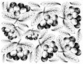 Hand Drawn Background of Fresh Acai Berries Royalty Free Stock Photo