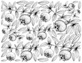Hand Drawn Background of Fresh Chilean Guava Fruits