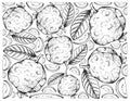 Hand Drawn Background of Fresh Guava Fruits