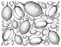 Hand Drawn Background of Fresh Mamoncillo Fruits