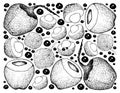 Hand Drawn Background of Lychee and Coconut Fruits