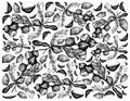 Hand Drawn Background of Macadamia Nuts on A Branch Royalty Free Stock Photo