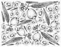 Hand Drawn Background of Syzygium Jambos Fruits