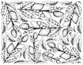 Hand Drawn Background of Wampee or Clausena Lansium Fruits