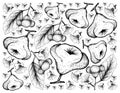 Hand Drawn Background of Watery Rose Apple