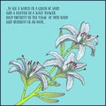 Hand drawn background with white lily branch. Vector illustration Royalty Free Stock Photo