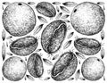 Hand Drawn Background of Wood Apple Fruits Royalty Free Stock Photo