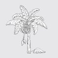 Hand drawn banana palm tree with fruits. Tropical fruits. Flower and fruit of a banana palm Royalty Free Stock Photo