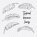 Hand drawn banana tropical leaves on a transparent background. Exotic jungle. A great set for creating personal brushes, tropical