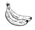 Hand drawn bananas sketch