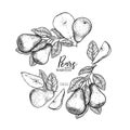 Hand drawn banner of pears. Summer harvest. Vector vintage engraved style. Autumn garden fruits and berries. Fall Royalty Free Stock Photo