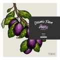 Hand drawn banner of plums. Summer colored harvest. Vector vintage engraved style. Autumn garden fruits and berries