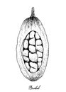 Hand Drawn of Baobab or Adansonia Fruits on White Background