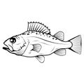 Hand Drawn Bass Fish. Sea Food. Bass Fish. Sea Inhabitants.Tasty Seafood. Ocean Sport Fishing. Fresh Seafood Product.