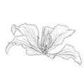 Hand drawn Bauhinia purpurea flower Royalty Free Stock Photo