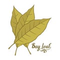 Hand drawn bay leaf, spicy ingredient, bay leaf logo, healthy organic food, spice bay leaf isolated on white background, culinary Royalty Free Stock Photo