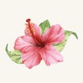 Hand drawn beautiful blooming hibiscus flower isolated on pale background