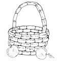 Vector of a basket with apples. Hand drawn beautiful wicker basket with apples