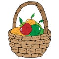 Vector of a basket with apples. Hand drawn beautiful wicker basket with apples