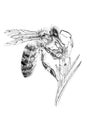 Hand drawn bee on flower, sketch graphics monochrome illustration on white background Royalty Free Stock Photo