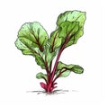 Hand-drawn Beet Green Plant Illustration Vector Free Download Royalty Free Stock Photo