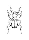 Hand drawn beetle. Sketch style vector illustration. Black isolated bug insect, design element on white background Royalty Free Stock Photo