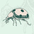 Hand drawn beetle. Vintage insect for design, icons, logo or print. Hand drawing illustration for Halloween