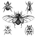 Hand drawn beetles set