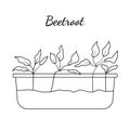 Hand drawn beetroot micro greens. Vector illustration in sketch style isolated on white background. Royalty Free Stock Photo