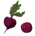 Hand drawn Beetroot. Vector illustration of beets with tops isolated on the white background. Royalty Free Stock Photo